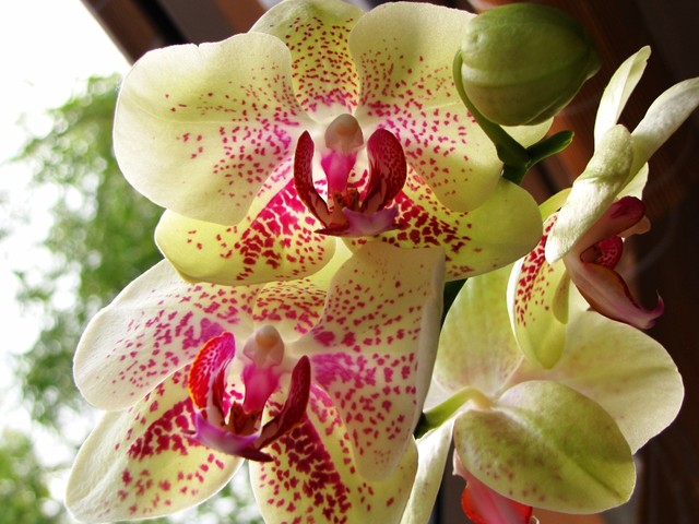phalenopsis9