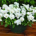 #1 Exp Trailing Pansy White PSP1 1212-9T1