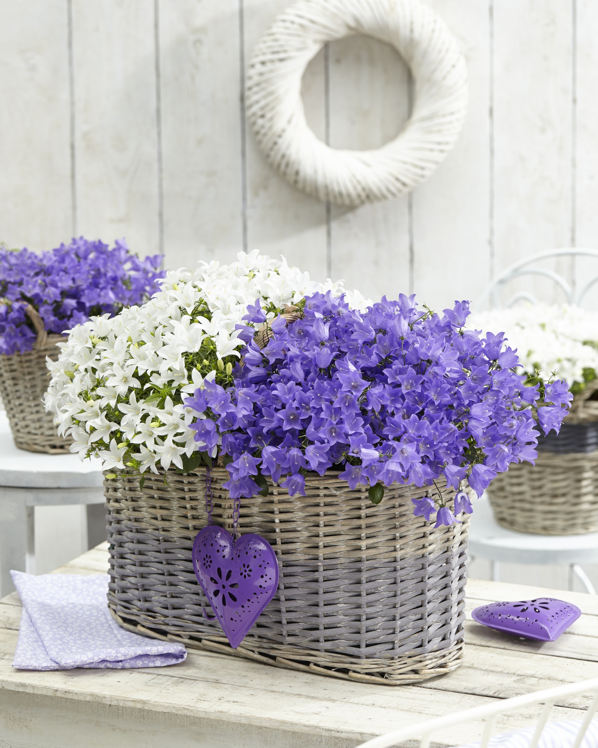 31189-SpringBellBlueCampBuleP_M