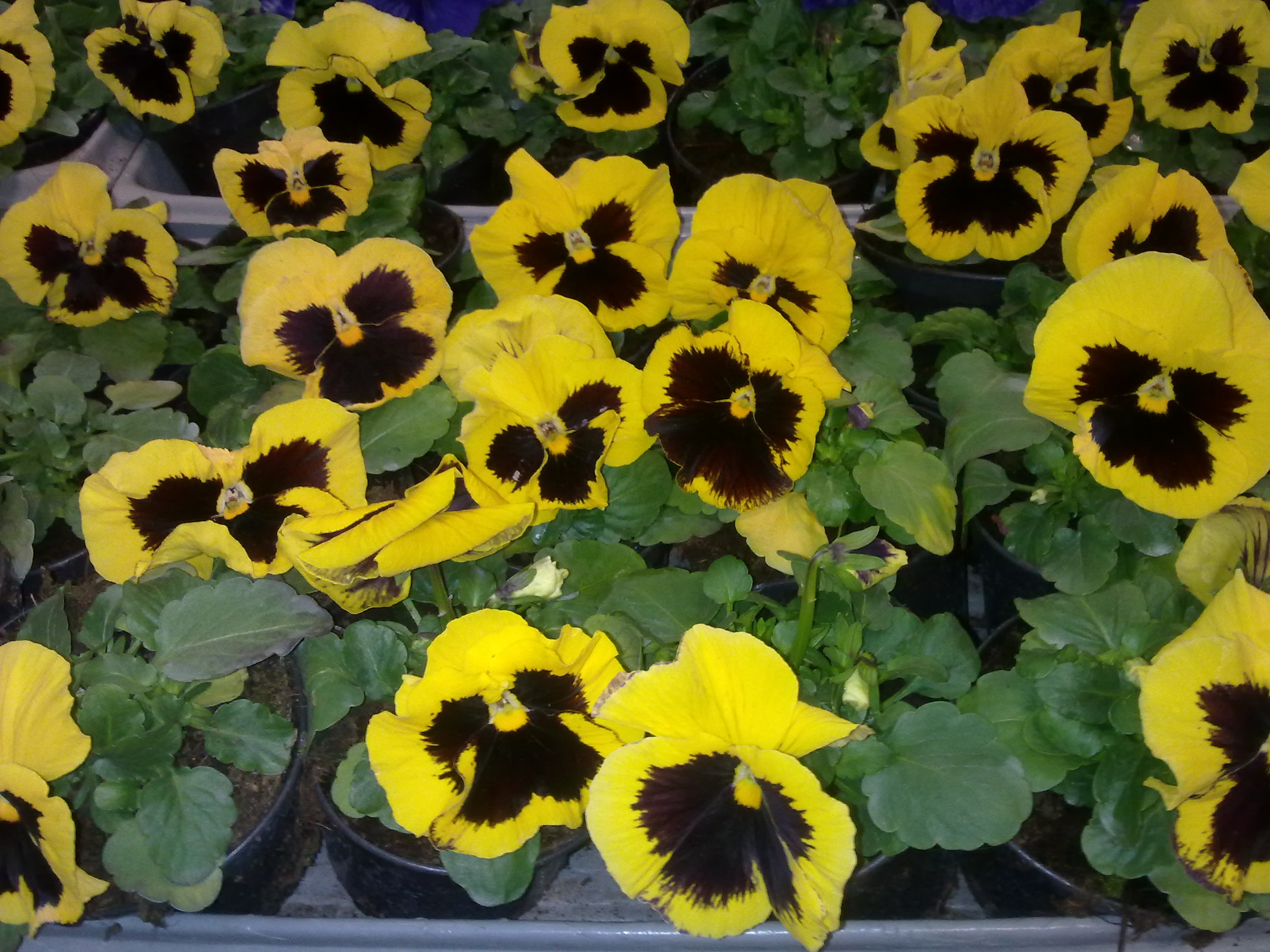 20150224079