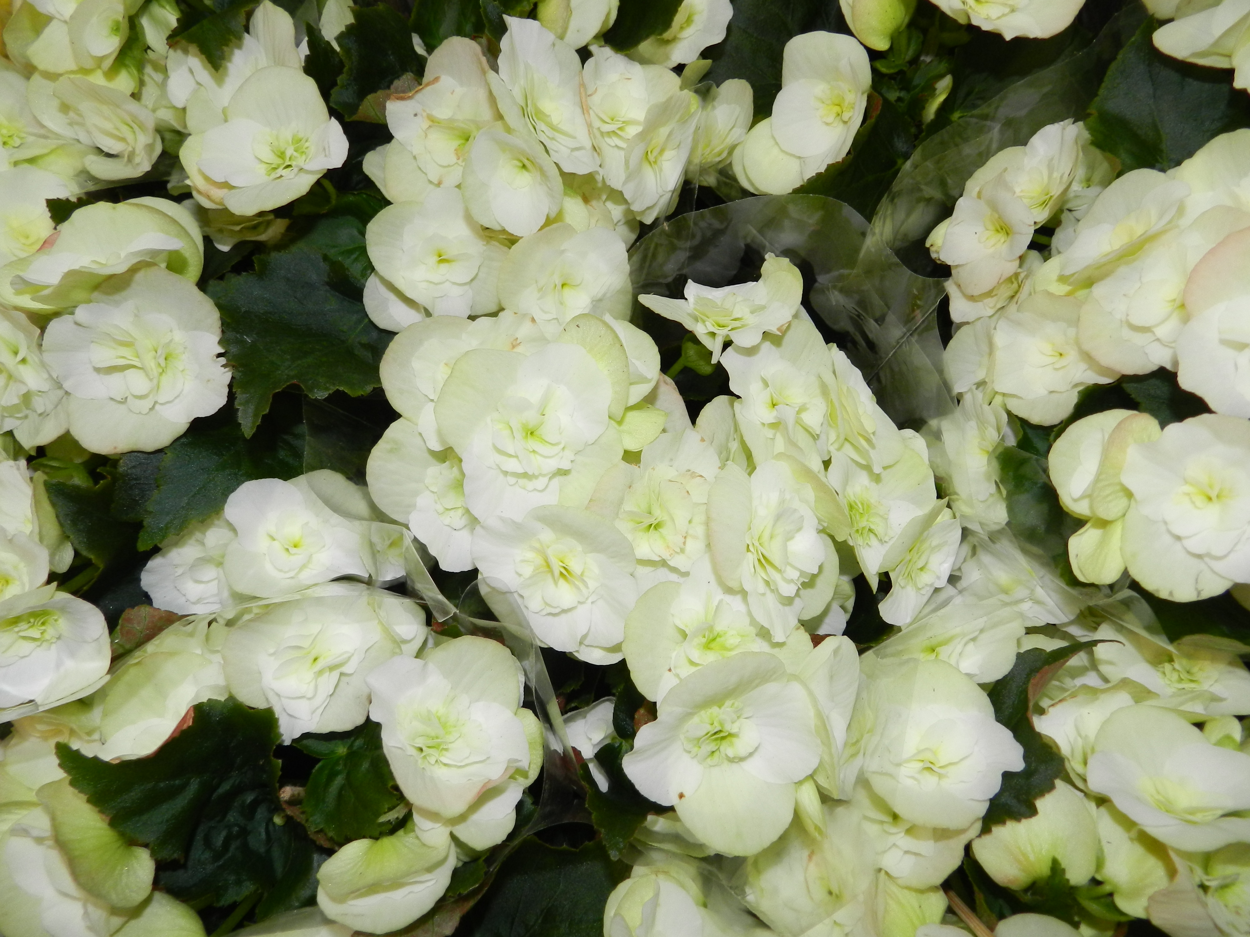 DSCN0340