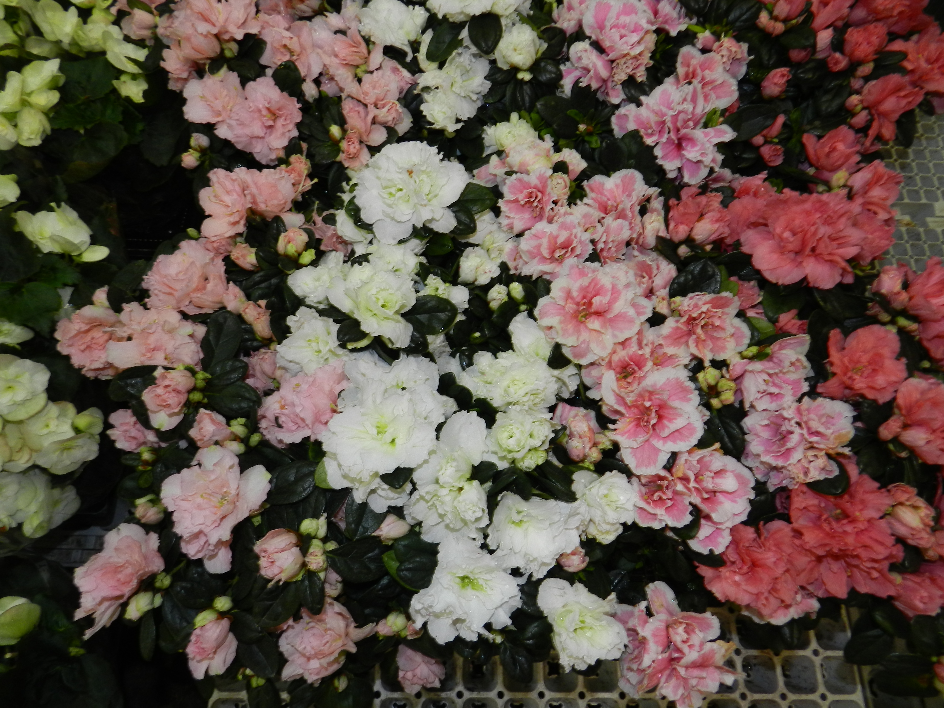 DSCN0341
