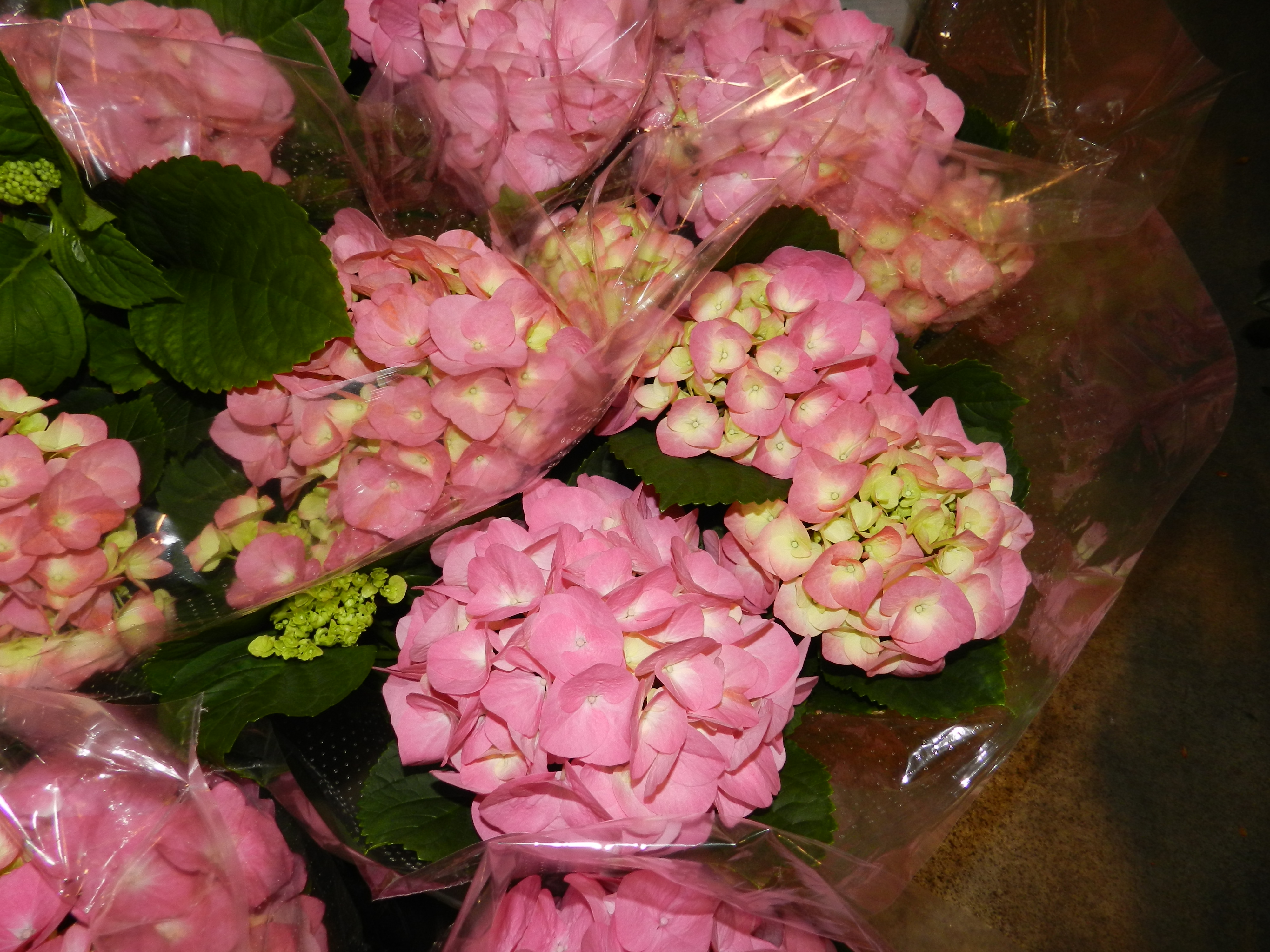 DSCN0345