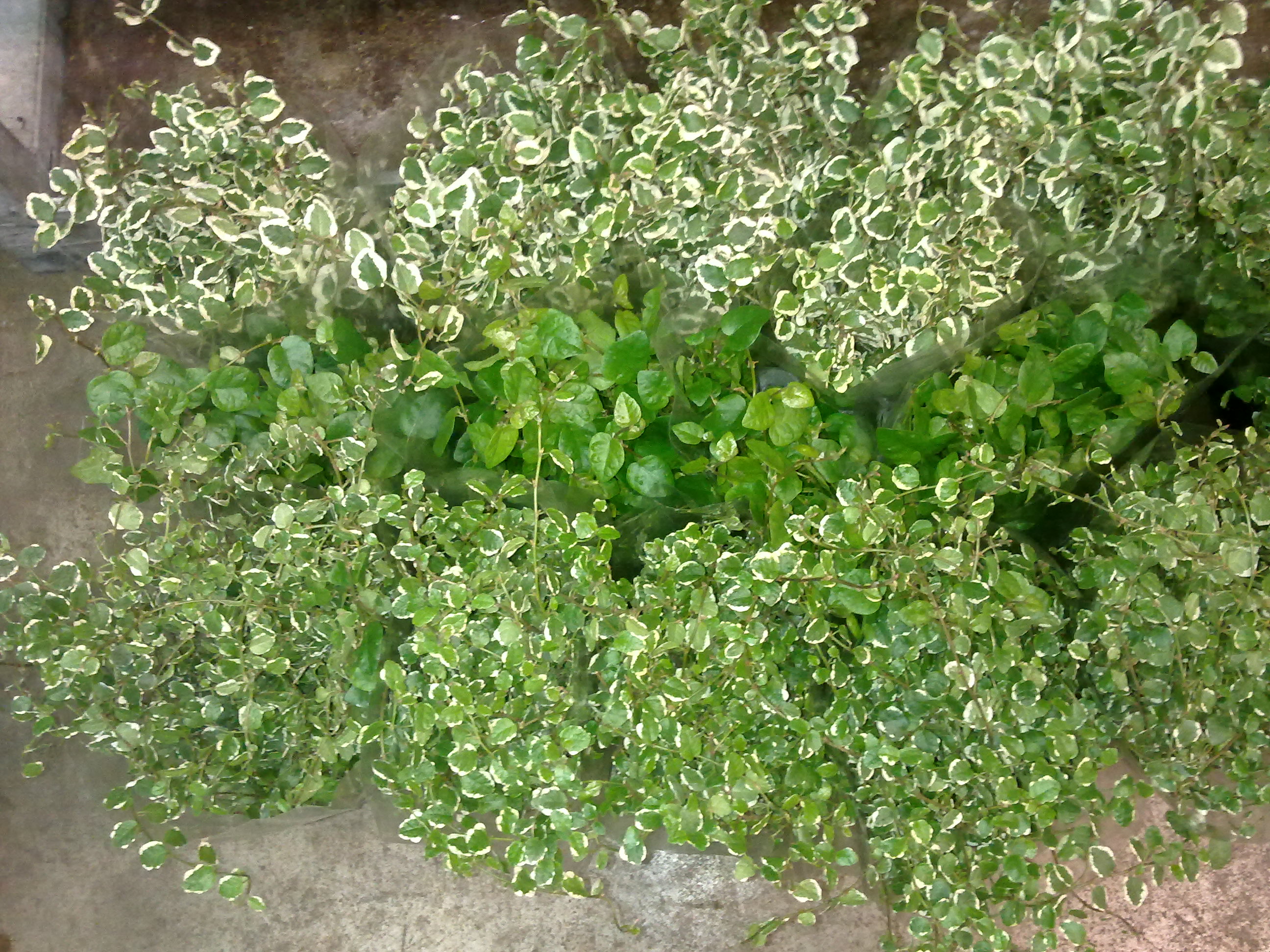 20150719154