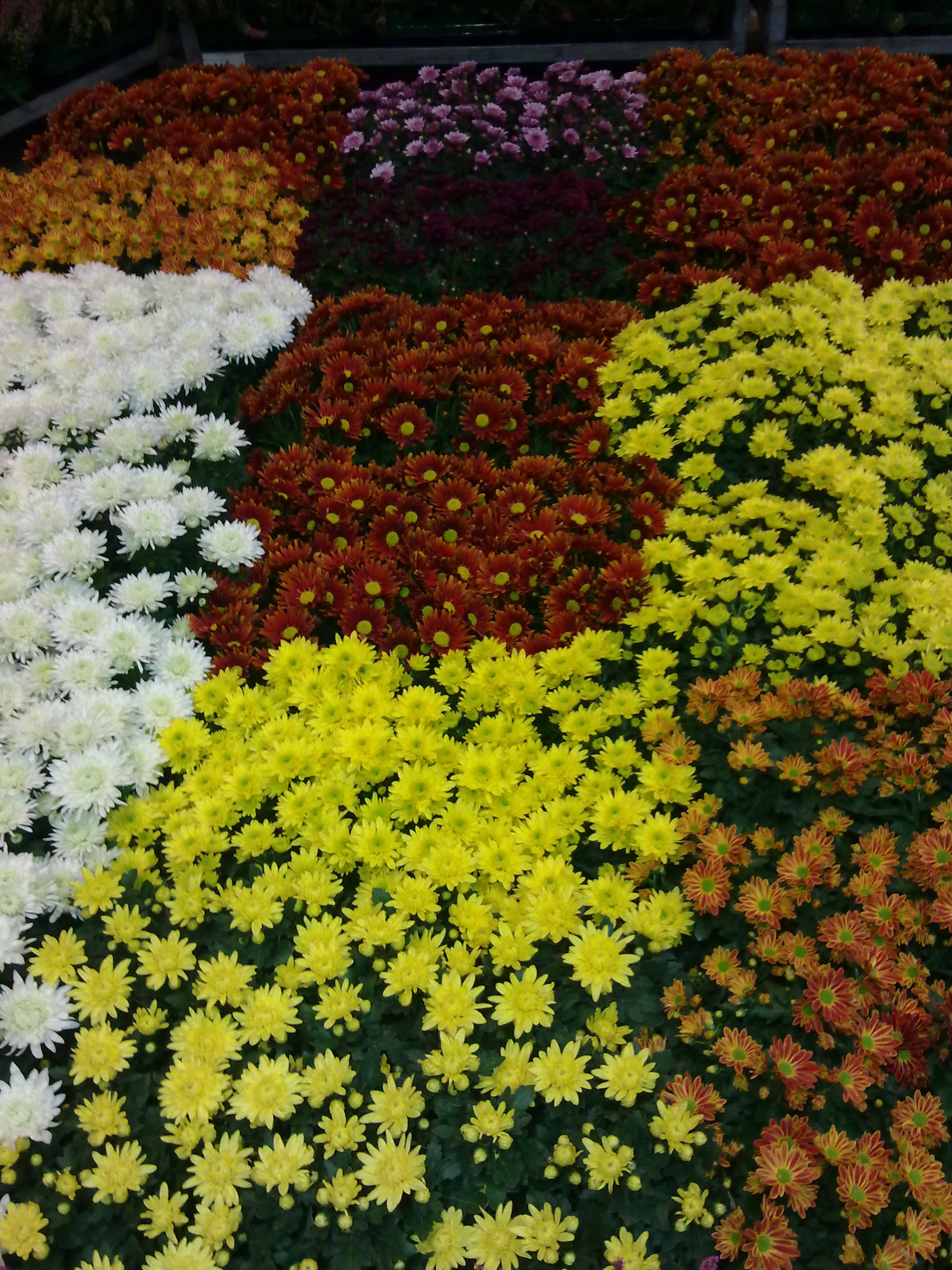 20151020248