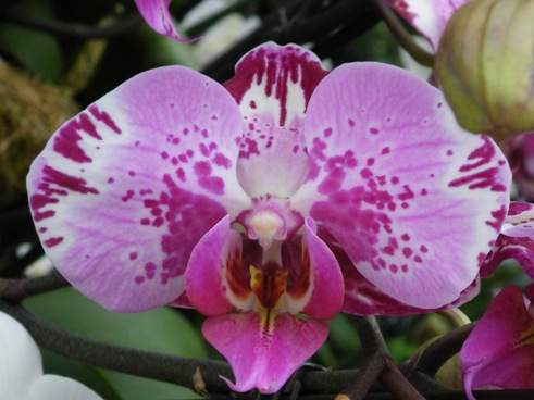 phalenopsis10